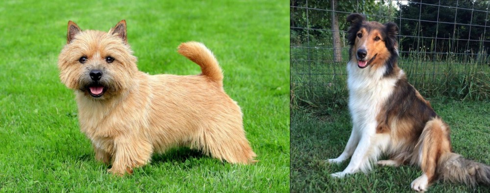 Scotch Collie vs Norwich Terrier - Breed Comparison
