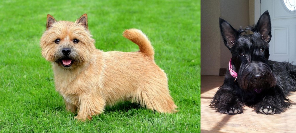 Scottish Terrier vs Norwich Terrier - Breed Comparison