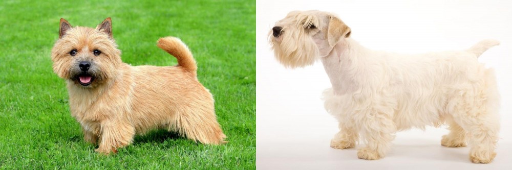 Sealyham Terrier vs Norwich Terrier - Breed Comparison