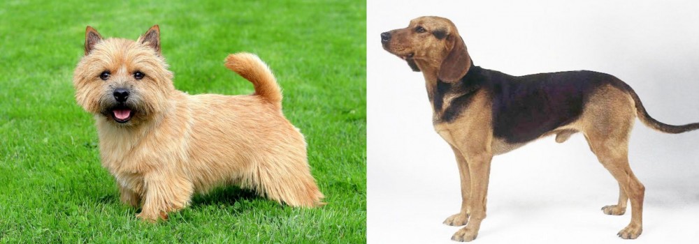 Serbian Hound vs Norwich Terrier - Breed Comparison