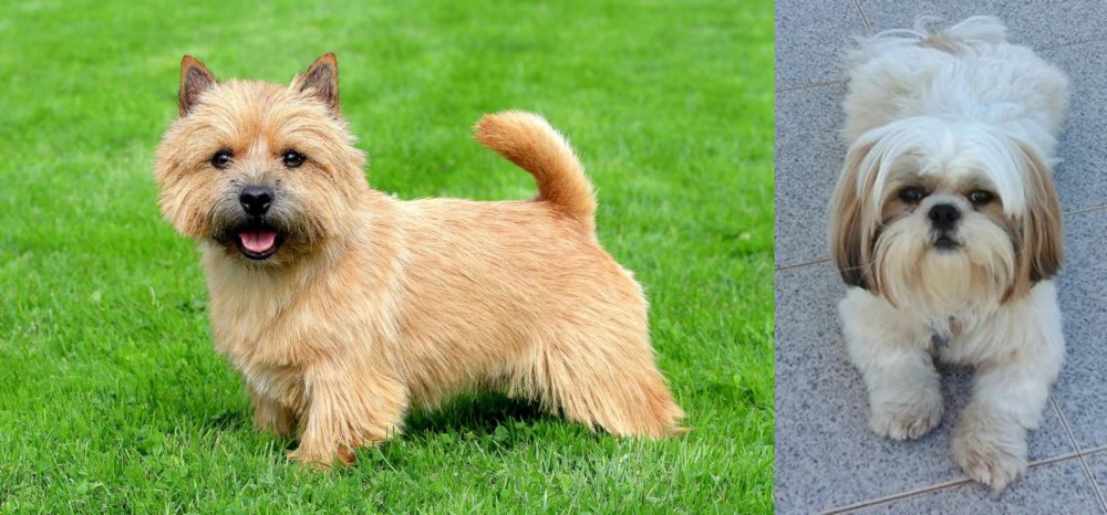 Shih Tzu vs Norwich Terrier - Breed Comparison