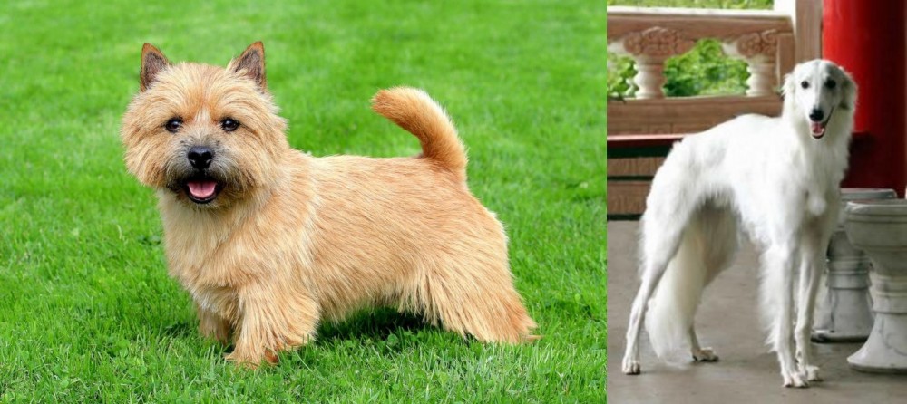 Silken Windhound vs Norwich Terrier - Breed Comparison