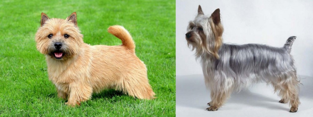 Silky Terrier vs Norwich Terrier - Breed Comparison