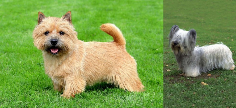 Skye Terrier vs Norwich Terrier - Breed Comparison