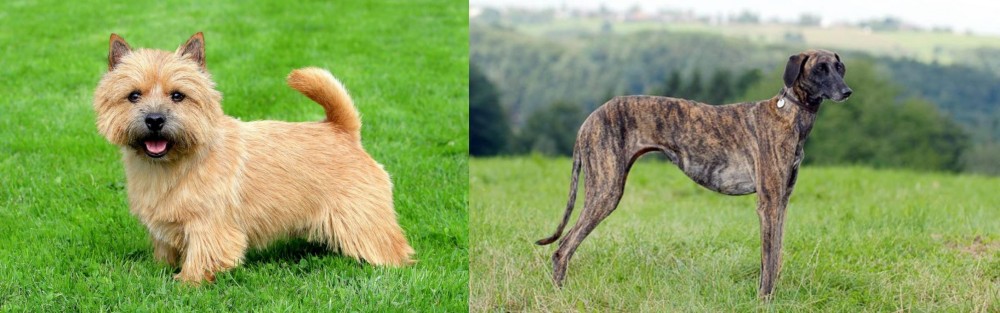 Sloughi vs Norwich Terrier - Breed Comparison