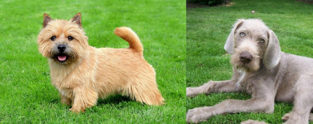 Slovakian Rough Haired Pointer vs Norwich Terrier - Breed Comparison