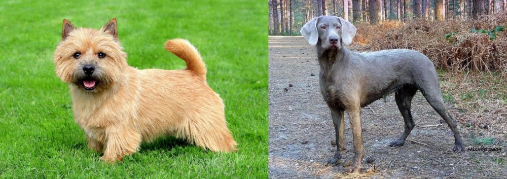 Slovensky Hrubosrsty Stavac vs Norwich Terrier - Breed Comparison