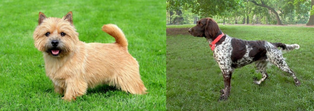 Small Munsterlander vs Norwich Terrier - Breed Comparison