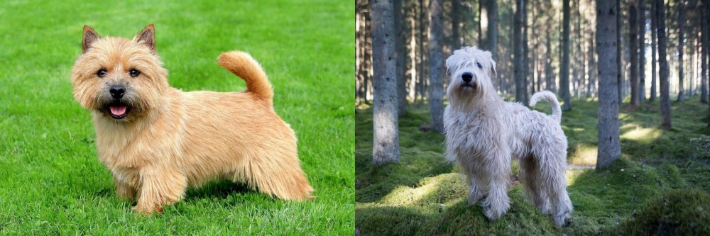 Soft-Coated Wheaten Terrier vs Norwich Terrier - Breed Comparison