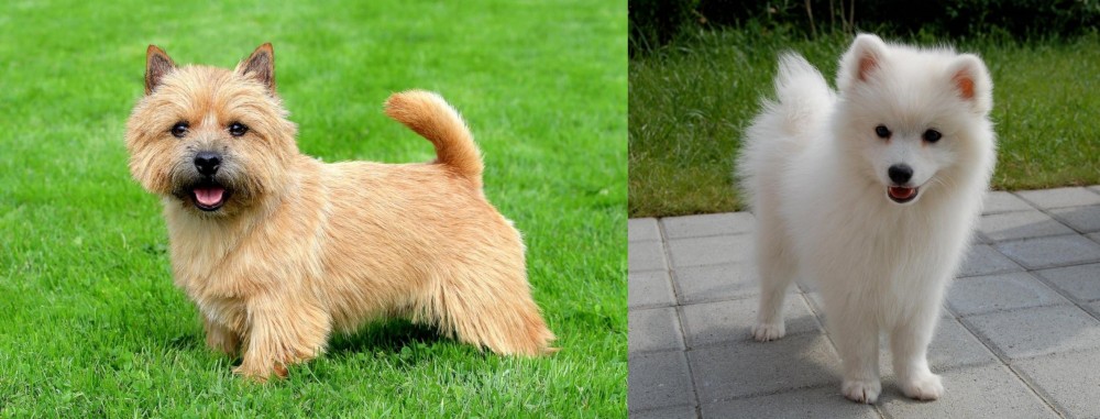Spitz vs Norwich Terrier - Breed Comparison