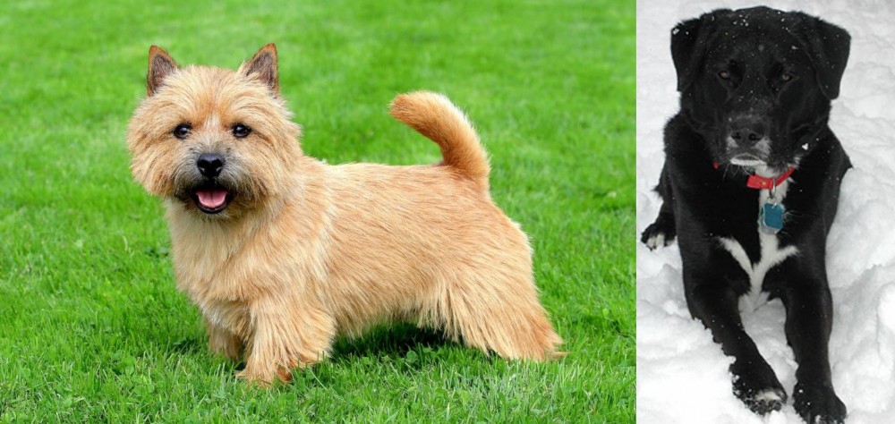 St. John's Water Dog vs Norwich Terrier - Breed Comparison
