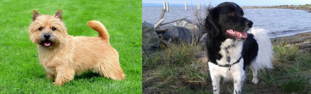Stabyhoun vs Norwich Terrier - Breed Comparison