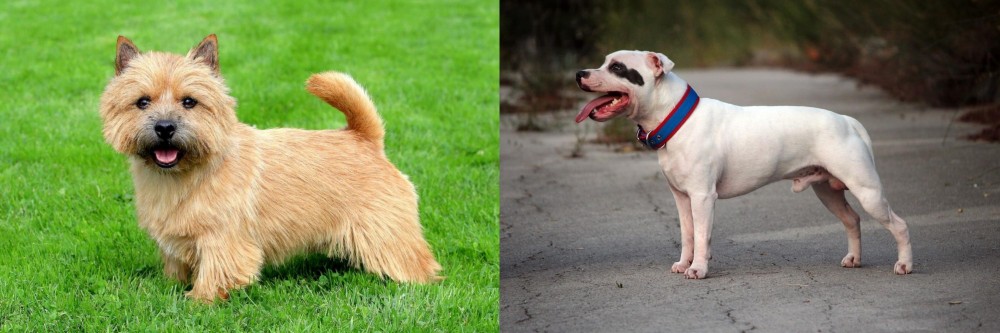 Staffordshire Bull Terrier vs Norwich Terrier - Breed Comparison