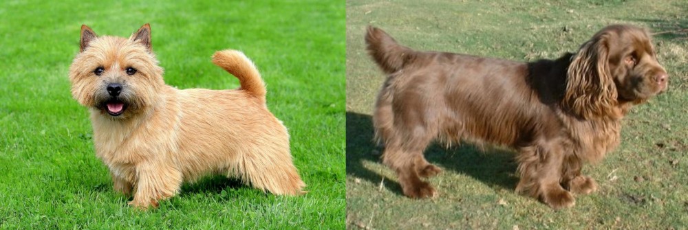 Sussex Spaniel vs Norwich Terrier - Breed Comparison