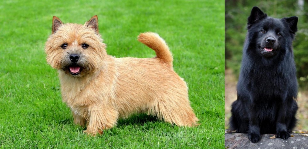 Swedish Lapphund vs Norwich Terrier - Breed Comparison