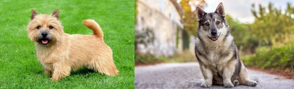 Swedish Vallhund vs Norwich Terrier - Breed Comparison