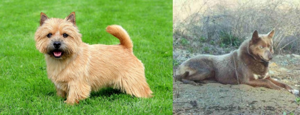 Tahltan Bear Dog vs Norwich Terrier - Breed Comparison