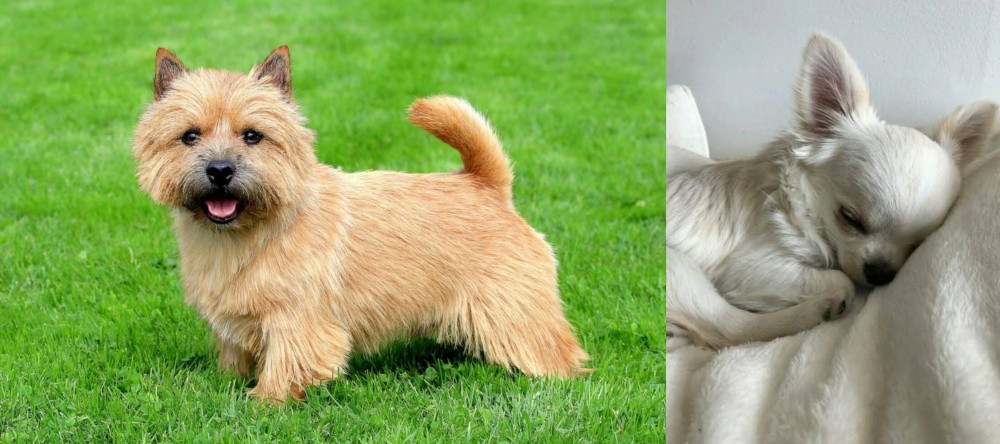 Tea Cup Chihuahua vs Norwich Terrier - Breed Comparison