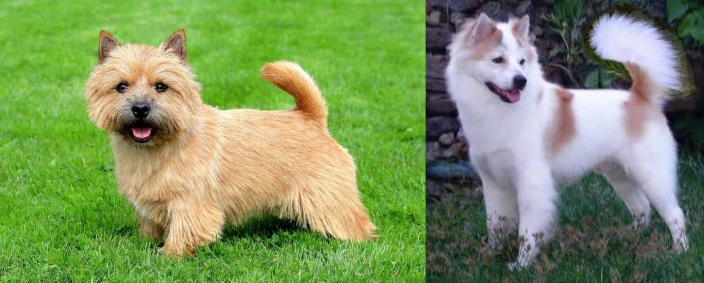 Thai Bangkaew vs Norwich Terrier - Breed Comparison
