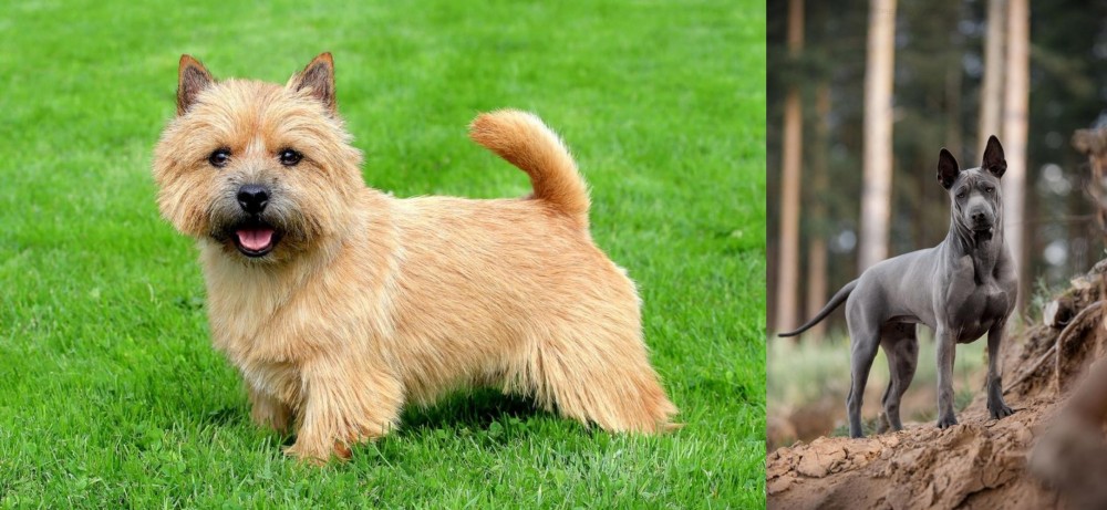 Thai Ridgeback vs Norwich Terrier - Breed Comparison