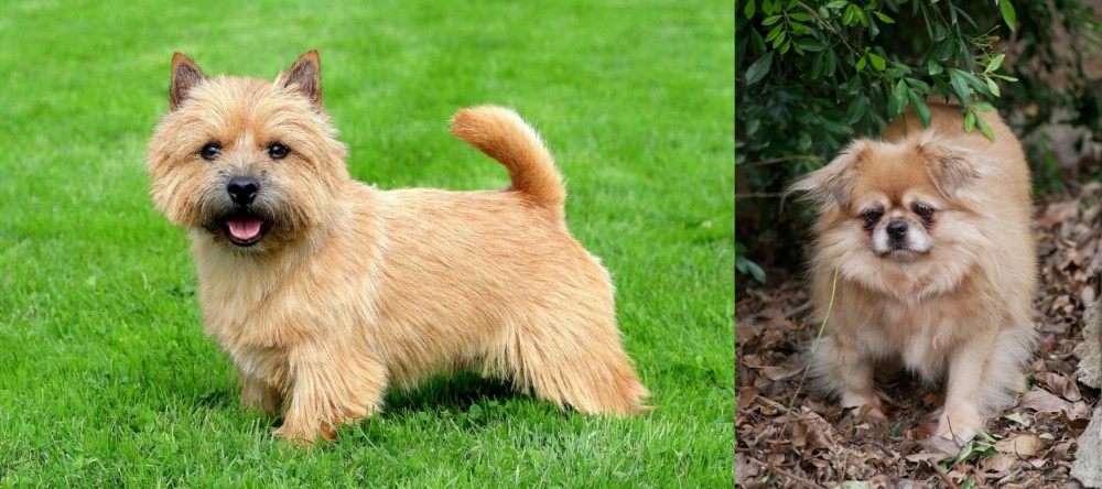 Tibetan Spaniel vs Norwich Terrier - Breed Comparison