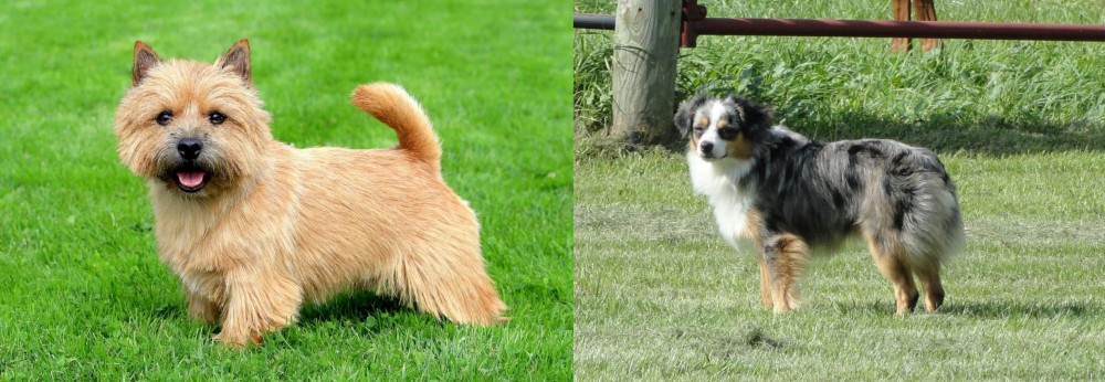 Toy Australian Shepherd vs Norwich Terrier - Breed Comparison