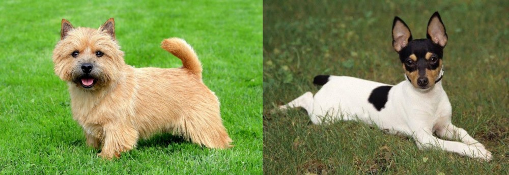 Toy Fox Terrier vs Norwich Terrier - Breed Comparison