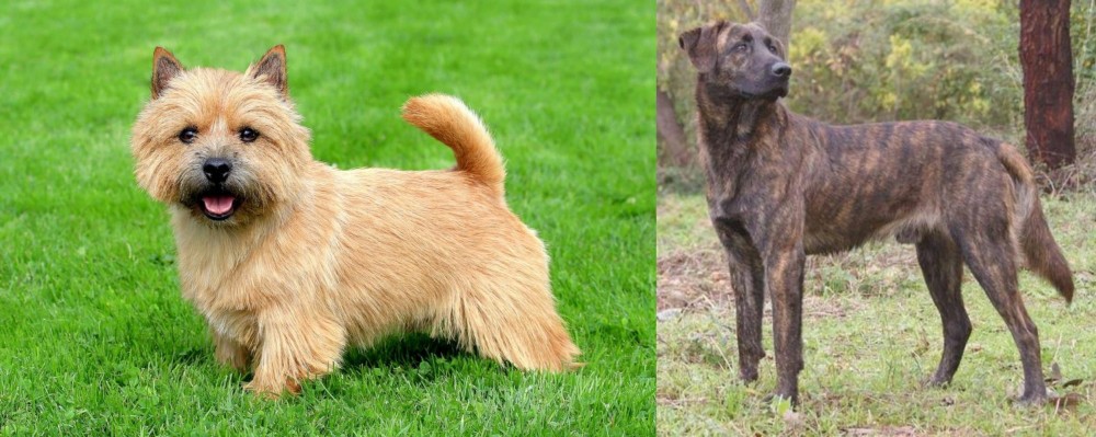 Treeing Tennessee Brindle vs Norwich Terrier - Breed Comparison
