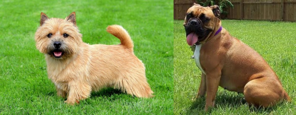 Valley Bulldog vs Norwich Terrier - Breed Comparison