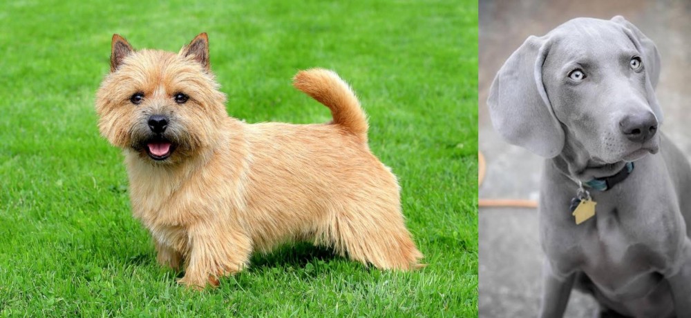 Weimaraner vs Norwich Terrier - Breed Comparison