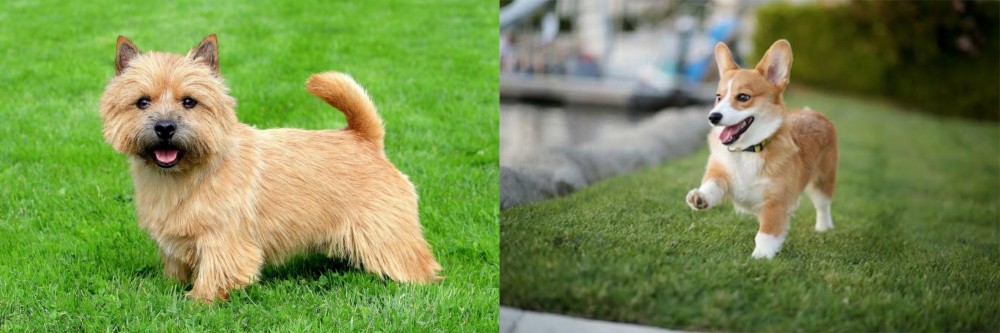 Welsh Corgi vs Norwich Terrier - Breed Comparison