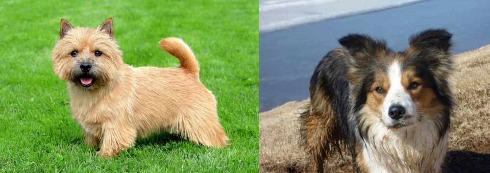 Welsh Sheepdog vs Norwich Terrier - Breed Comparison