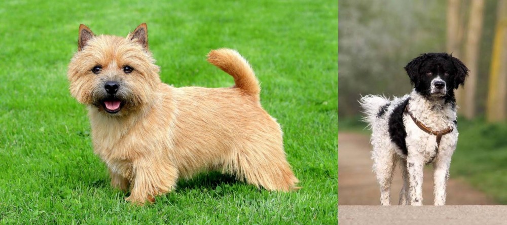 Wetterhoun vs Norwich Terrier - Breed Comparison