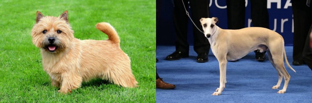 Whippet vs Norwich Terrier - Breed Comparison