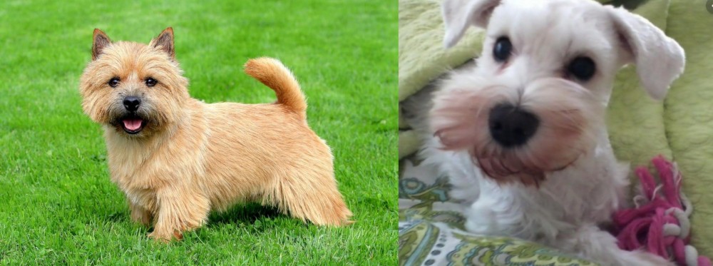 White Schnauzer vs Norwich Terrier - Breed Comparison