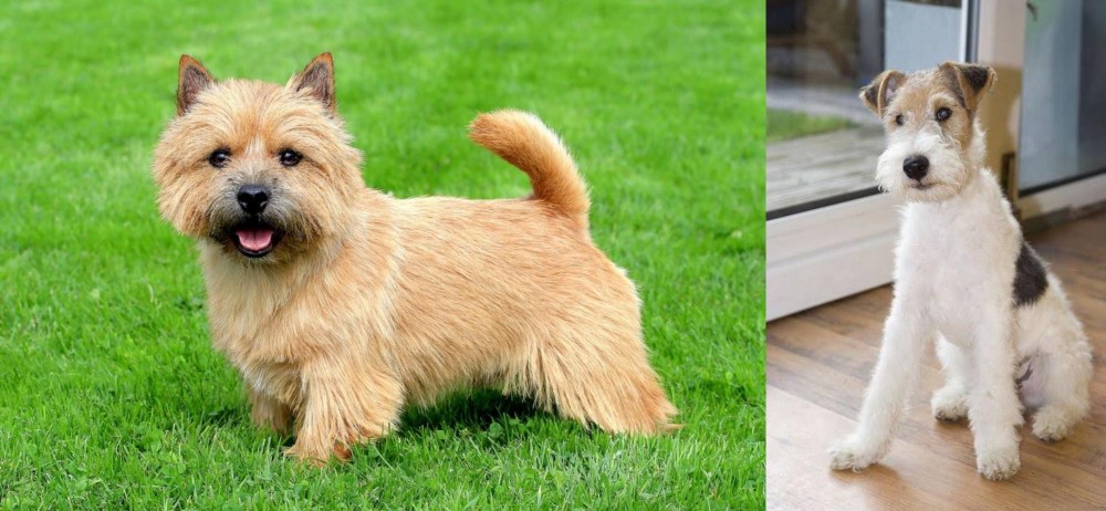 Wire Fox Terrier vs Norwich Terrier - Breed Comparison