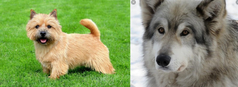 Wolfdog vs Norwich Terrier - Breed Comparison