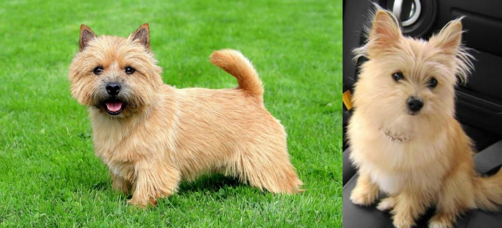 Yoranian vs Norwich Terrier - Breed Comparison