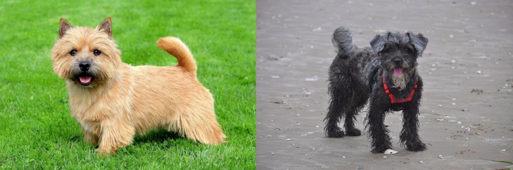 YorkiePoo vs Norwich Terrier - Breed Comparison