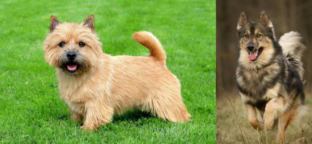 Native American Indian Dog vs Nova Scotia Duck-Tolling Retriever - Breed Comparison