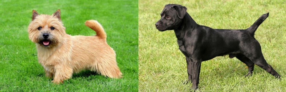 Patterdale Terrier vs Nova Scotia Duck-Tolling Retriever - Breed Comparison