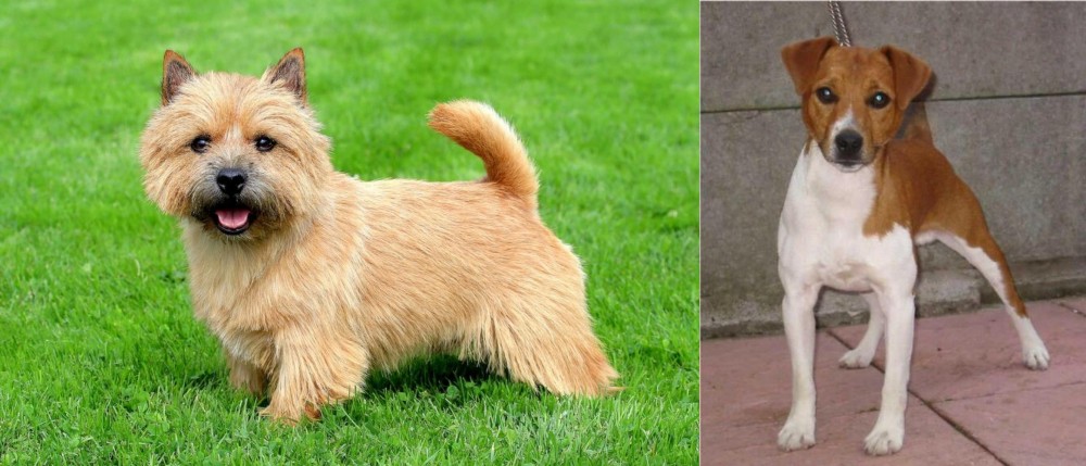 Plummer Terrier vs Nova Scotia Duck-Tolling Retriever - Breed Comparison
