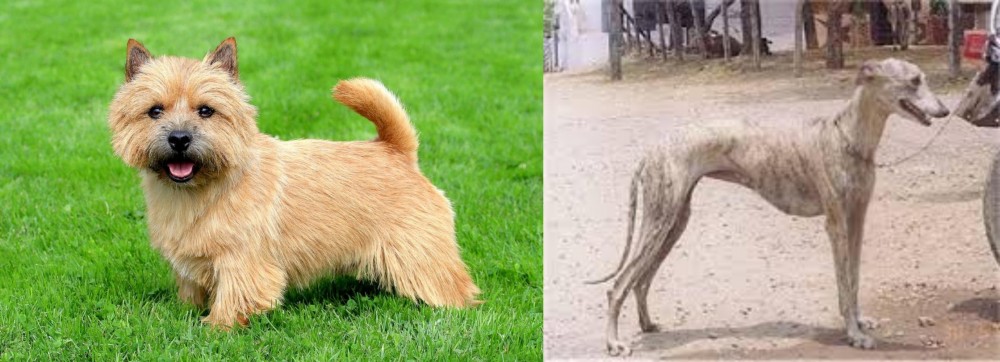 Rampur Greyhound vs Nova Scotia Duck-Tolling Retriever - Breed Comparison