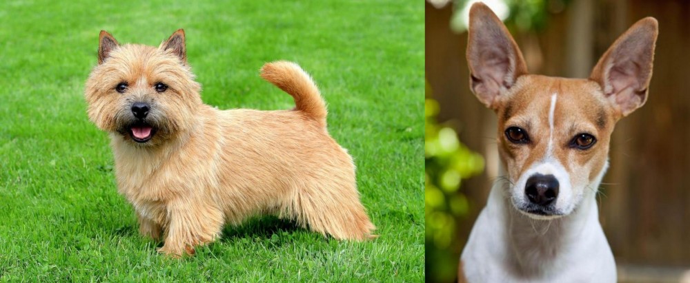 Rat Terrier vs Nova Scotia Duck-Tolling Retriever - Breed Comparison