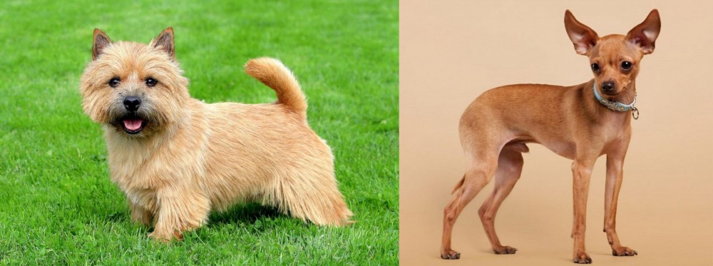 Russian Toy Terrier vs Nova Scotia Duck-Tolling Retriever - Breed Comparison