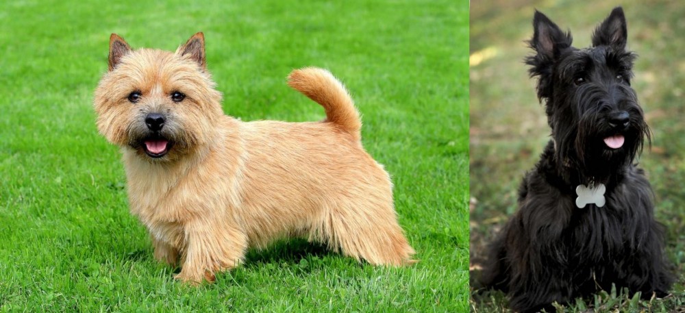 Scoland Terrier vs Nova Scotia Duck-Tolling Retriever - Breed Comparison