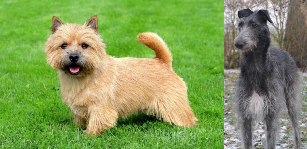 Scottish Deerhound vs Nova Scotia Duck-Tolling Retriever - Breed Comparison
