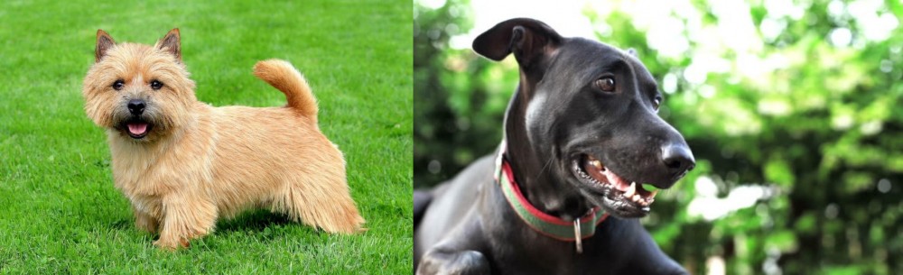 Shepard Labrador vs Nova Scotia Duck-Tolling Retriever - Breed Comparison