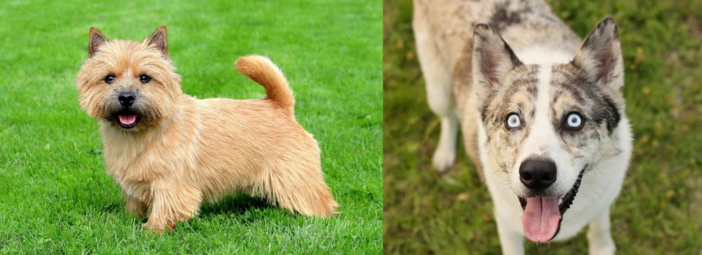 Shepherd Husky vs Nova Scotia Duck-Tolling Retriever - Breed Comparison