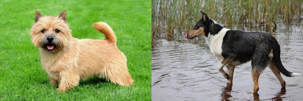 Smooth Collie vs Nova Scotia Duck-Tolling Retriever - Breed Comparison